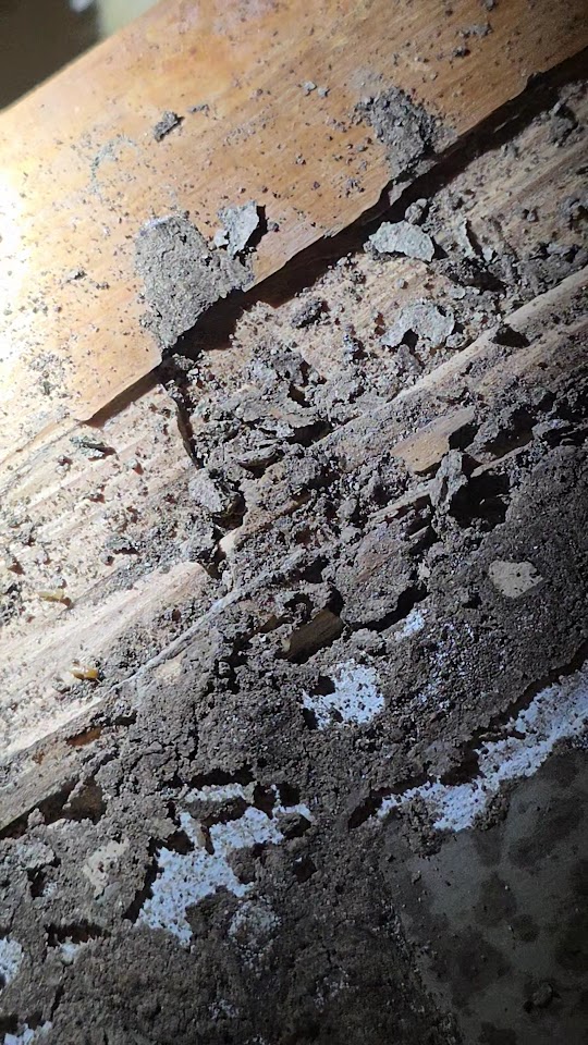Budget Pest Control Inc. project