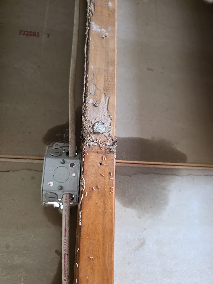 Budget Pest Control Inc. project